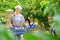 Woman gardening in her orchard, holding freshly harvested peaches in plastic box