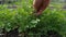 Woman gather green fresh parsley