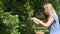 Woman gather linden flowers herbs from tree branches to basket. 4K