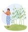 Woman gathering corn harvest isolated on white background