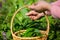 Woman gathering, picking fresh bear garlic in the forest, wild garlic, herbalism, food concept