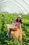 woman gathering strawberries at the farm