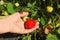 Woman gathering strawberries in garden