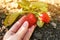 Woman gathering strawberries in garden on sunny day, closeup