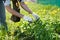 A woman gathers fresh nettles