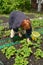 The woman gathers strawberry on a garden site