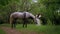 Woman gently petting horse in peaceful woodland setting. Serene moment as woman walks and bonds with horse among trees.