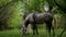 Woman gently petting horse in peaceful woodland setting. Serene moment as woman walks and bonds with horse among trees.