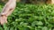 Woman gently touching leaves of sprouted seedlings of pepper