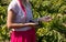 Woman getting information on her mobile phone during harvest time in grape field