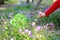 A woman girl hold green net pocket to catch insects purple flower in summer spring park outdoor at a sunny day capture Butterfly