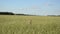 Woman girl wheat field