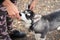 Woman give food to her dog puppy Siberian Husky in gratitude for the execution of the team. Dog training