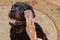 Woman gives chewy treat to big black dog. Adult male Rottweiler