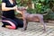 Woman gives a command to her Mexican Hairless Dog puppy. Dog training