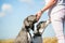 Woman gives a Great Dane puppy and an Australian Shepherd a treat