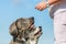 Woman gives a Great Dane puppy and an Australian Shepherd a treat