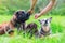 Woman gives her three dogs a treat