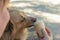 A woman gives ice cream to a dog. The owner feeds the red dog from his hand. The female mixed breed takes a bite of the ice cream