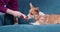 Woman gives squeaky plush toy to Corgi puppy to bite