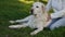 Woman giving massage to a senior labrador dog