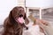 Woman giving tasty bone shaped cookie to her dog indoors, closeup