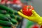 A woman in gloves chooses tomatoes in a store