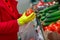 A woman in gloves chooses tomatoes in a store