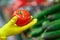 A woman in gloves chooses tomatoes in a store