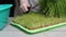 Woman in gloves deftly cuts young shoots of micro greens wheat.