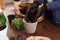 Woman in gloves filling flowerpot with soil at wooden table, closeup. Transplanting houseplants