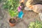 Woman in gloves with gardening tools planting flowers in spring garden