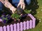 woman with gloves planting colorful pansies in pink flower box, gardening in spring close up