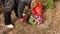 A woman in gloves is planting a flower bush.