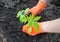 Woman in gloves plants a young tomato in the ground. hands closeup. view from above