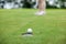 woman golfer teeing golf in golf tournament competition at golf course, selective focus on golf ball