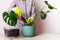 a woman in gray clothes and rubber gloves prepares the ground for planting a tropical monstera flower in a flower pot on a table