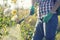 woman in a green backpack with a pressure garden sprayer spraying flowers against diseases and pests