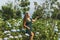 Woman in green dress picking up oranges in garden with blooming hydrangeas