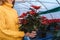 Woman in greenhouse hold pot with poinsettia