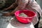 Woman grinds dry lavender plants branches on farm puts in plastic basin, manual labor.