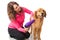 Woman grooming dog with a blowdryer