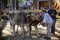 Woman guides her oxen