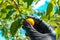 Woman hand in black gloves harvests cherry plum or Myrobalan (lat. Prunus cerasifera) Prunus cerasifera Yellow ripe drupe, Riping