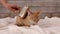 Woman hand brush an orange tabby kitten fur