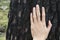 Woman hand on burned tree trunk