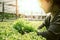 Woman hand catches salad. lettuce garden.