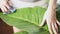 Woman hand clean dust from green plant foliage. Philodendron leaf being clean by cloth.