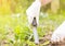 Woman hand clearing, pulling out some weed form her garden, using garden equipment, gardening concept