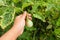 Woman hand collect eggplant